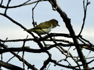 Sightings Fall 2026 September 2026 Birds Of Inwood