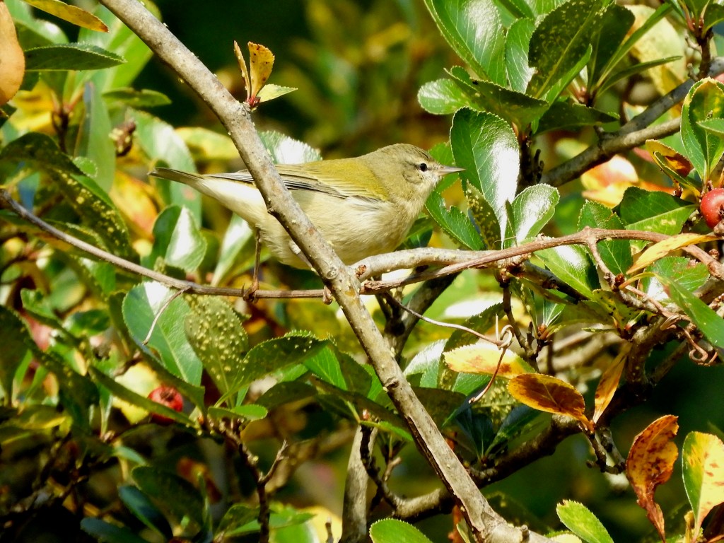 Bountiful Fall Migration Bird Sightings in Inwood Hill Park – October&nbsp;2026